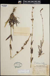 Penstemon utahensis image