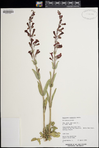 Penstemon utahensis image