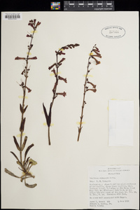 Penstemon utahensis image