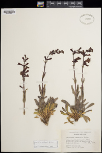 Penstemon utahensis image