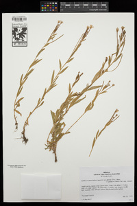 Epilobium ciliatum image