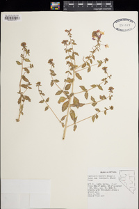 Eremothera boothii subsp. intermedia image