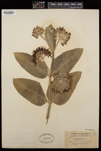 Asclepias speciosa image