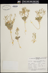 Chylismia claviformis subsp. funerea image