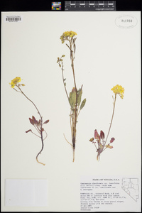 Chylismia claviformis subsp. lancifolia image