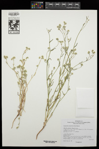 Cryptantha watsonii image