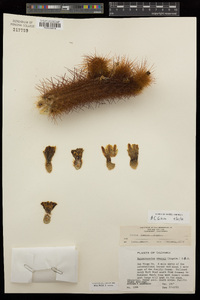 Bergerocactus emoryi image