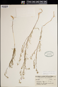 Gayophytum diffusum subsp. diffusum image