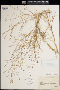 Gayophytum diffusum subsp. diffusum image
