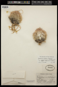 Coryphantha chlorantha image