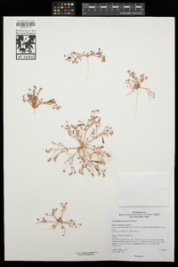 Calyptridium roseum image