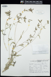 Mentzelia albicaulis image