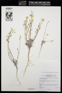 Chylismia claviformis subsp. lancifolia image