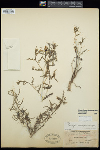 Image of Mentzelia densa