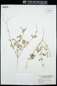 Boerhavia coulteri image