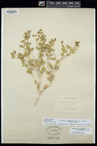 Mirabilis laevis var. retrorsa image