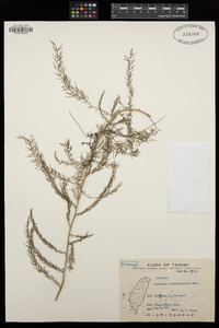 Image of Asparagus cochinchinensis