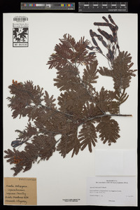 Acacia baileyana image