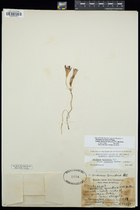 Brodiaea terrestris image