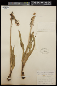 Camassia quamash subsp. quamash image