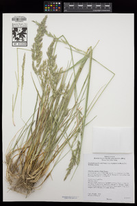 Poa fendleriana subsp. longiligula image