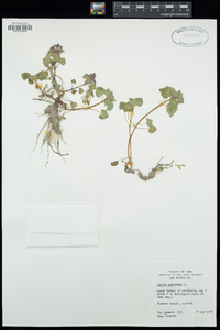 Lamium purpureum image