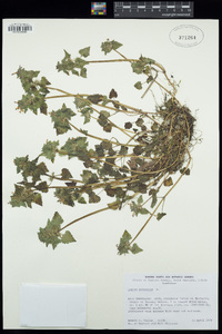 Lamium purpureum image