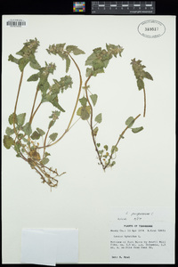 Lamium purpureum image