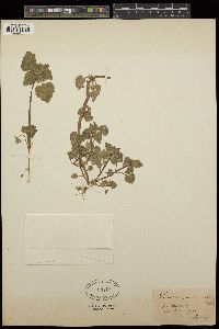 Lamium purpureum image