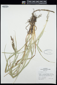 Carex nebrascensis image