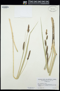 Carex nebrascensis image