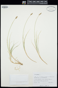 Carex canescens image