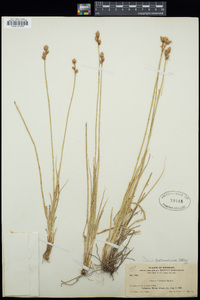 Carex tahoensis image