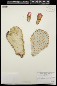 Opuntia basilaris var. basilaris image