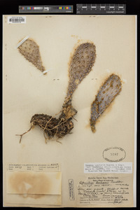 Opuntia basilaris var. treleasei image