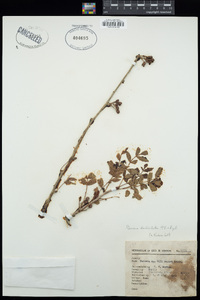 Image of Bursera denticulata