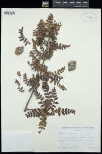 Image of Bursera diversifolia