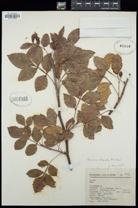 Image of Bursera citronella