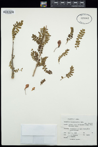 Image of Boswellia neglecta