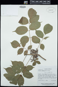 Image of Bursera arborea