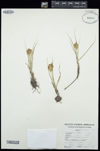 Carex vernacula image