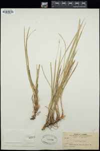 Carex geyeri image
