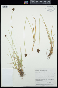 Carex haydeniana image