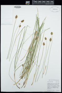 Carex hoodii image