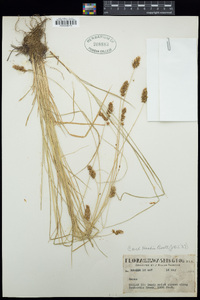 Carex hoodii image