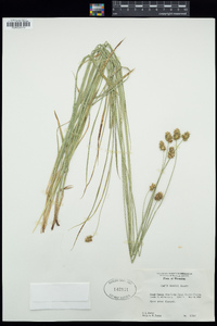 Carex hoodii image