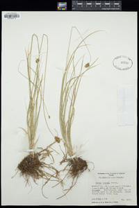 Carex hoodii image