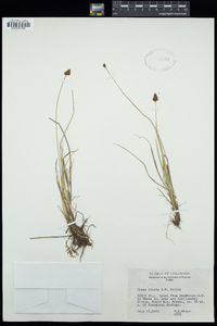 Carex illota image