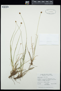 Carex illota image