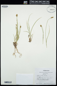 Carex illota image